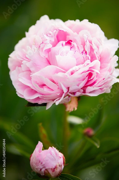 Obraz piwonia jasnoróżowa