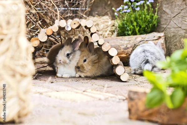 Obraz Kaninchen im Garten
