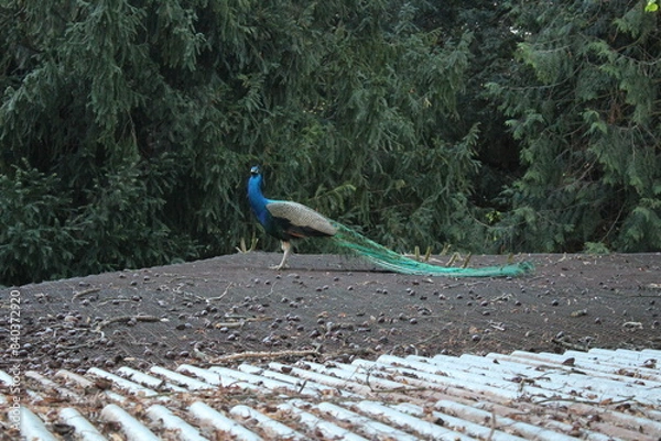 Obraz peacock in the park