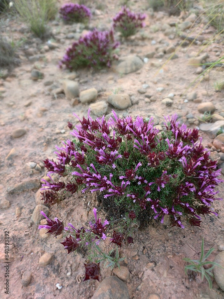 Obraz Thymus moroderi, the Murcian thyme or Alicante thyme.