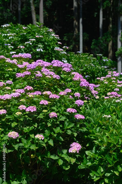 Obraz 紫陽花園