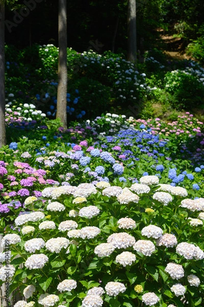 Obraz あじさい園