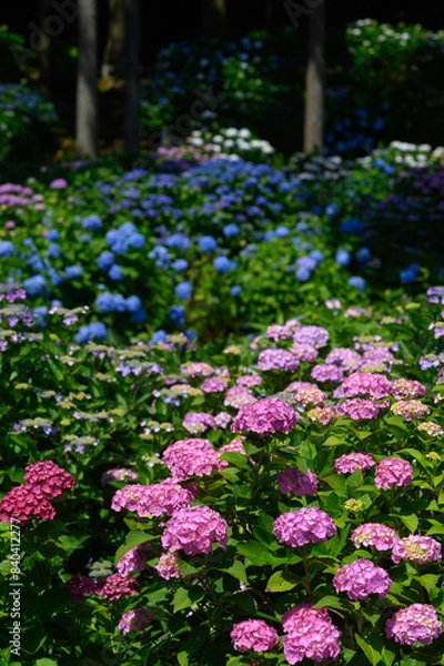 Obraz あじさい園