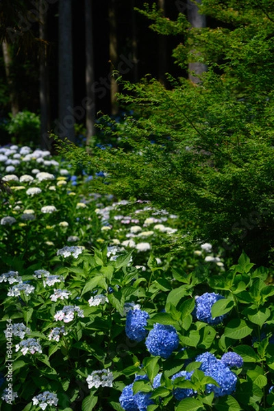 Obraz あじさい園