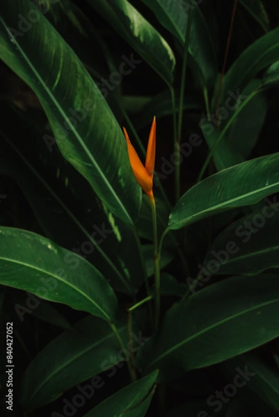 Obraz leaf in the dark