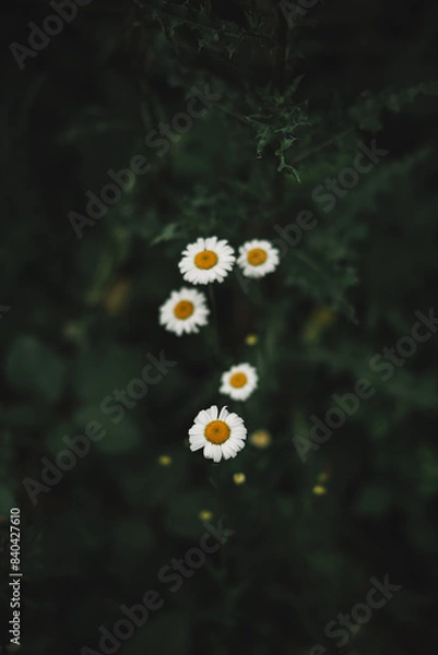 Obraz daisies in forest