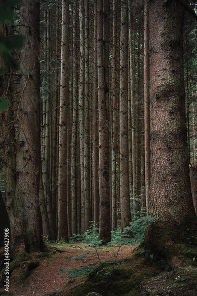 Obraz path in the forest