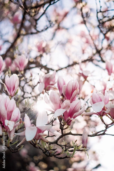 Obraz tree blossom