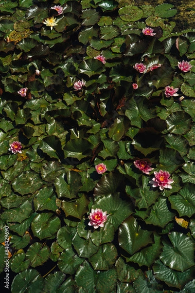 Obraz lilies in the pond