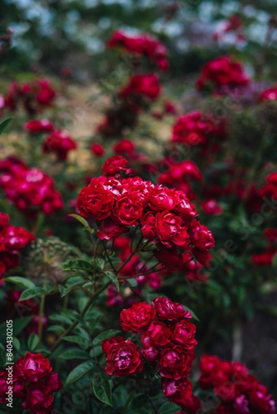 Obraz red roses in a garden