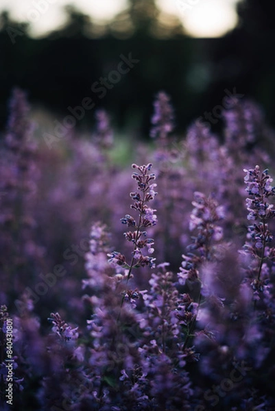 Obraz flowers in the garden