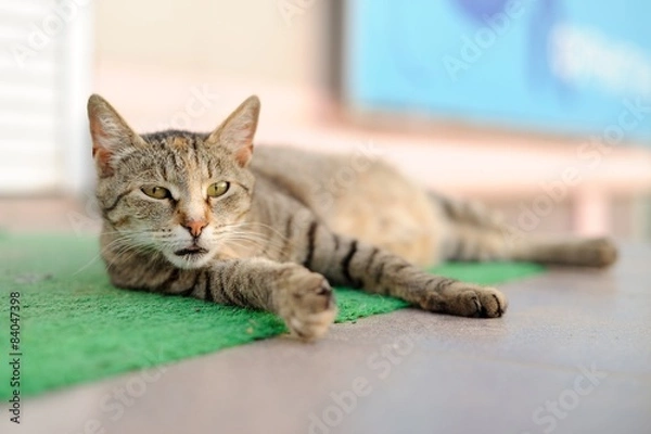 Obraz Stray sleeping tabby cat lying on green mat copyspace