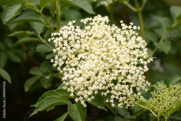 Obraz Holunderblüte