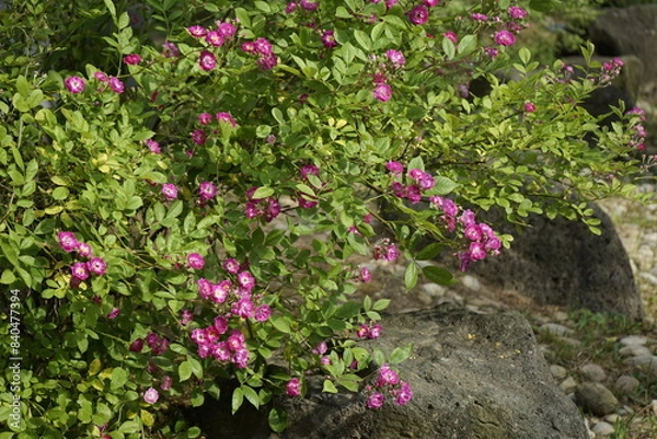 Obraz 봄의 꽃들과 장미가 아름답습니다