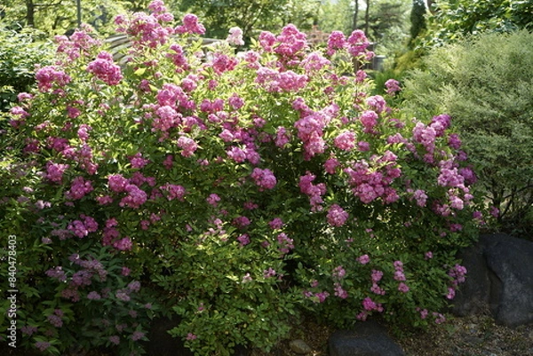 Obraz 봄날의 장미가 아름답게 피었습니다