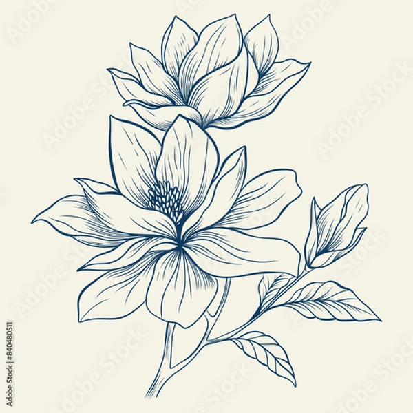 Fototapeta Magnolia flowers drawing with line-art