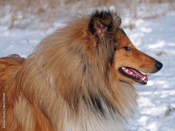 Obraz Portrait of fluffy chestnut collie 