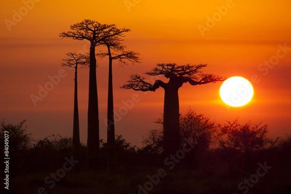 Fototapeta baobabs with sunset