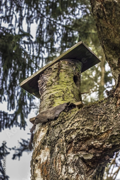 Fototapeta Natural birdhouse
