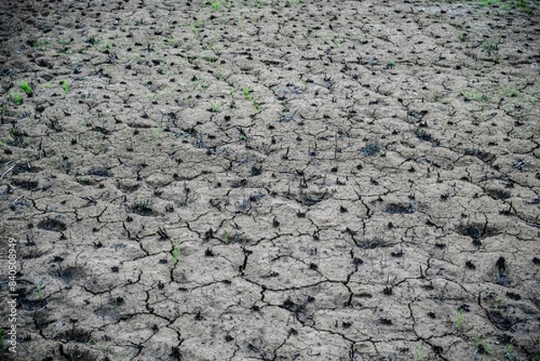 Fototapeta Dry Cracked Earth with Sparse Vegetation