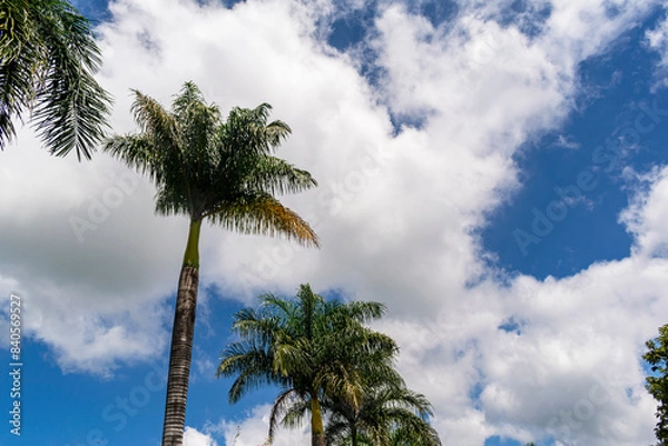 Fototapeta Tropical rural panorama. Trees. Blue sky with clouds. Space for advertising. Horizontal.