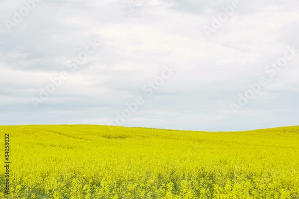 Fototapeta rapeseed field with yellow flowers