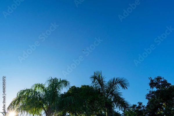 Fototapeta Blue sky with clouds seen through the branches of a large tree. Advertising space. Horizontal.