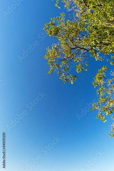 Fototapeta Blue sky with clouds seen through the branches of a large tree. Advertising space. Vertical.