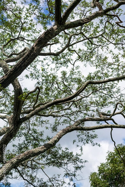 Fototapeta Blue sky with clouds seen through the branches of a large tree. Vertical.