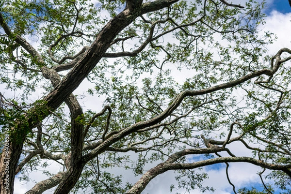 Fototapeta Blue sky with clouds seen through the branches of a large tree. Horizontal.