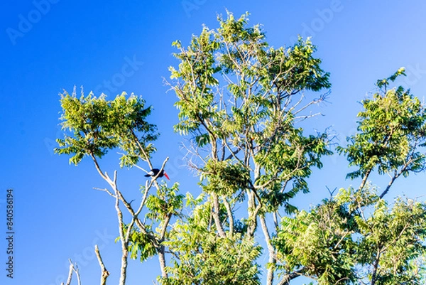 Fototapeta Blue sky with clouds seen through the branches of a large tree. Advertising space. Horizontal.