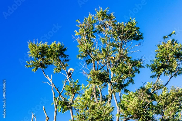 Fototapeta Blue sky with clouds seen through the branches of a large tree. Advertising space. Horizontal.