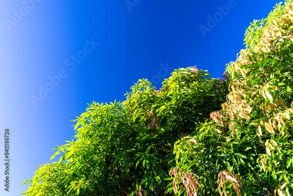 Fototapeta Blue sky with clouds seen through the branches of a large tree. Advertising space. Horizontal.