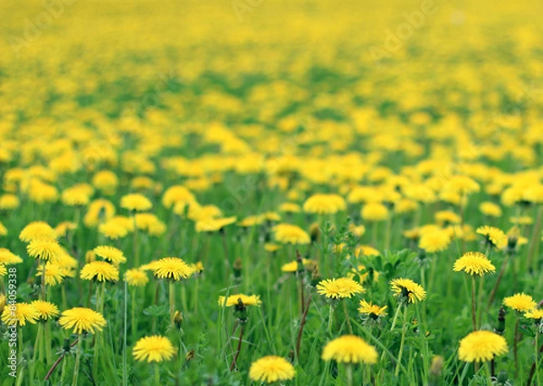 Obraz Поле одуванчиков