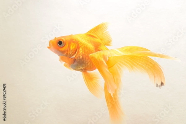 Obraz золотая рыбка.