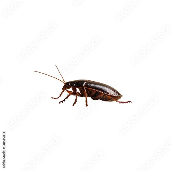 Fototapeta Cockroach isolated on white background