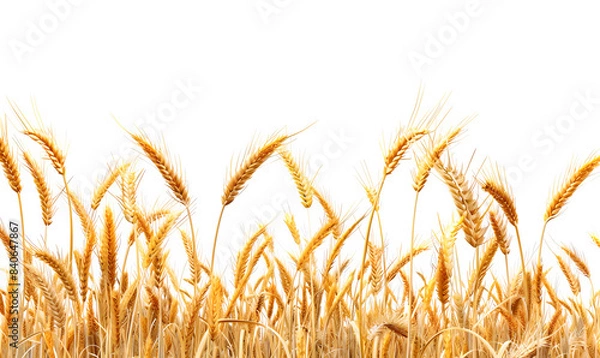 Fototapeta golden wheat field