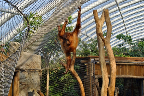 Obraz Affe hängt am Zaun