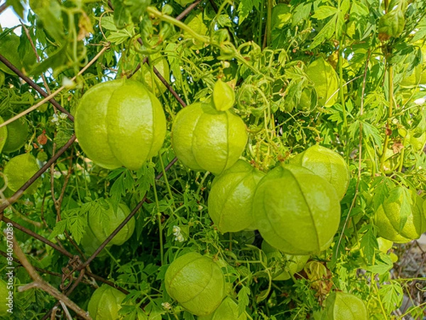 Fototapeta Cardiospermum halicacabum, una de las diez flores sagradas de Kerala