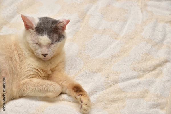 Fototapeta ベットでくつろぐ癒し系老猫
