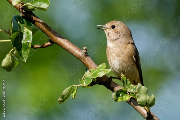Fototapeta Gartenrotschwanz auf einem Ast