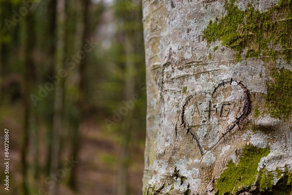 Obraz birch bark texture
