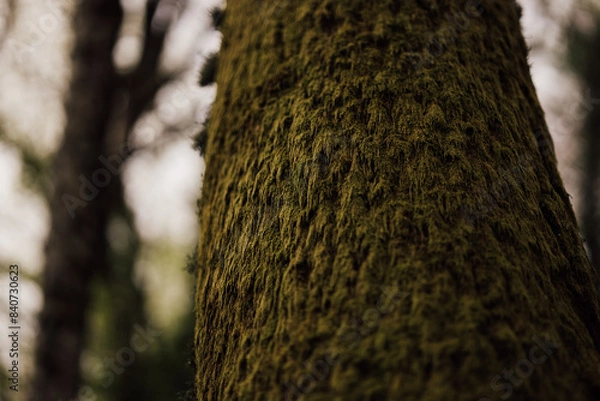 Obraz tree trunk with moss