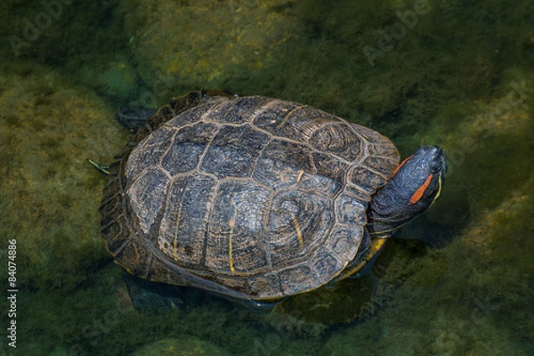 Obraz Red-eared Slider Turtle