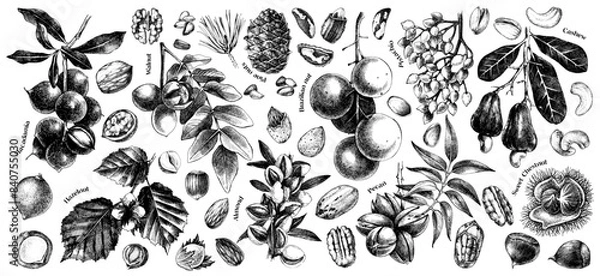 Fototapeta Vector nut branches and nuts collection