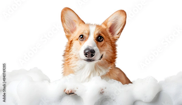Obraz Cute Corgi dog in a bath with foam, isolated on transparent background, cute pet concept, realistic illustration, generative ai