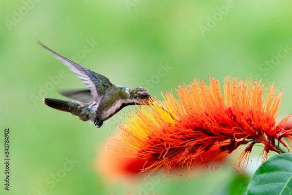 Fototapeta Close up of Black-throated Mango hummingbird feeding on a bright orange flower in a garden