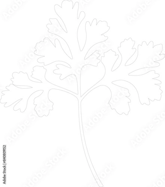Fototapeta parsley outline