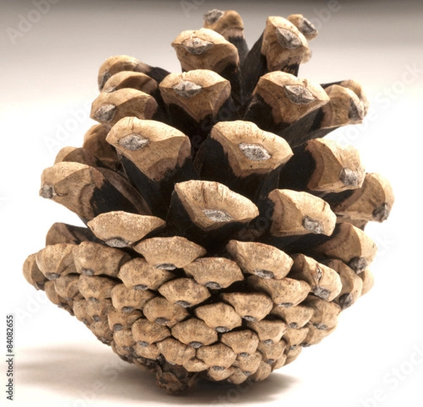 Obraz pinecone on white background