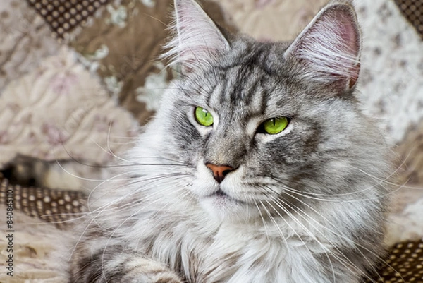 Obraz Cat. Maine coon. Portrait. Pet. A fluffy purebred cat with green eyes.